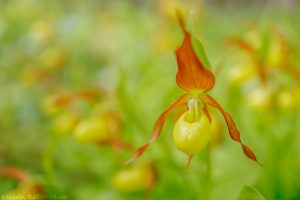 Cypripedium calceolus / Gelber Frauenschuh / Lady's-slipper orchid