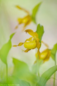 Cypripedium calceolus / Gelber Frauenschuh / Lady's-slipper orchid