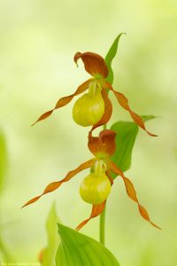 Cypripedium calceolus / Gelber Frauenschuh / Lady's-slipper orchid