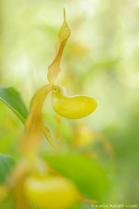 Cypripedium calceolus / Gelber Frauenschuh / Lady's-slipper orchid