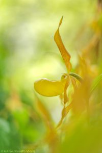 Cypripedium calceolus / Gelber Frauenschuh / Lady's-slipper orchid