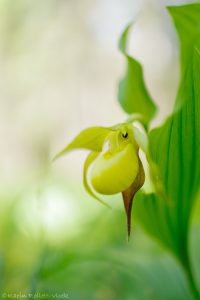 Cypripedium calceolus / Gelber Frauenschuh / Lady's-slipper orchid