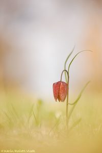 Fritillaria meleagris / Schachbrettblume