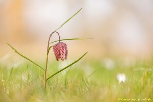 Fritillaria meleagris / Schachbrettblume