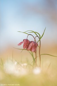 Fritillaria meleagris / Schachbrettblume