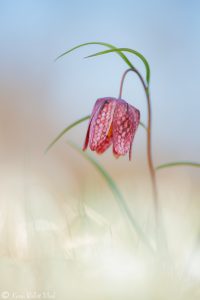 Fritillaria meleagris / Schachbrettblume