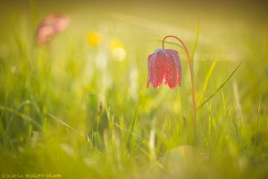 Fritillaria meleagris / Schachbrettblume