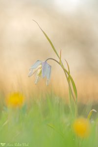 Fritillaria meleagris / Schachbrettblume