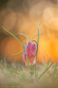 Fritillaria meleagris / Schachbrettblume