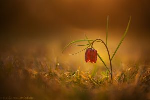 Fritillaria meleagris / Schachbrettblume