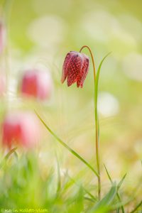 Fritillaria meleagris / Schachbrettblume