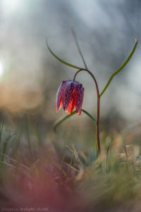 Fritillaria meleagris / Schachbrettblume