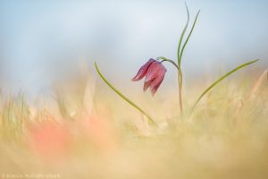 Fritillaria meleagris / Schachbrettblume