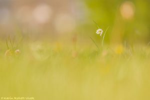 Fritillaria meleagris / Schachbrettblume