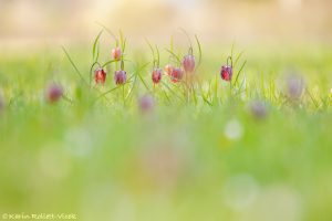 Fritillaria meleagris / Schachbrettblume