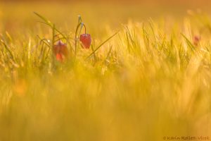 Fritillaria meleagris / Schachbrettblume