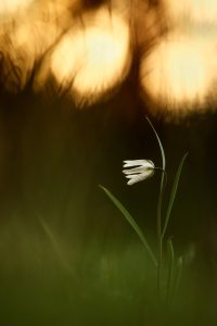 Fritillaria meleagris / Schachbrettblume