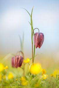 Fritillaria meleagris / Schachbrettblume