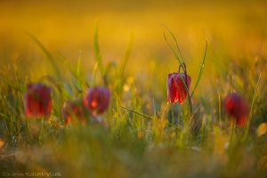 fritillaria_247997