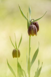 Fritillaria orientalis / Orientalische Schachblume