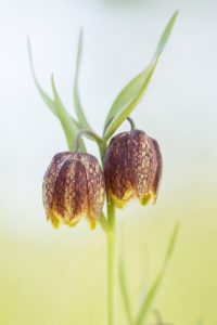 Fritillaria orientalis / Orientalische Schachblume