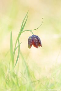 Fritillaria orientalis / Orientalische Schachblume