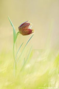 Fritillaria orientalis / Orientalische Schachblume