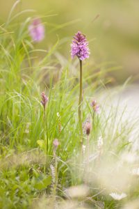 Dactylorhiza fuchsii / Fuchs' Knabenkraut / Common spotted-orchid