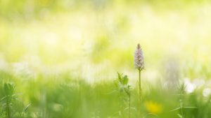 Dactylorhiza fuchsii / Fuchs' Knabenkraut / Common spotted-orchid