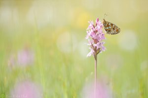 Dactylorhiza fuchsii / Fuchs' Knabenkraut / Common spotted-orchid