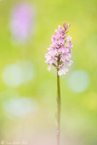 Dactylorhiza fuchsii / Fuchs' Knabenkraut / Common spotted-orchid