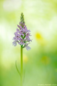 Dactylorhiza fuchsii / Fuchs' Knabenkraut / Common spotted-orchid