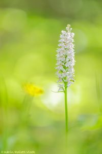 Dactylorhiza fuchsii / Fuchs' Knabenkraut / Common spotted-orchid