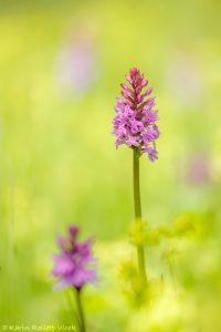 Dactylorhiza fuchsii / Fuchs' Knabenkraut / Common spotted-orchid