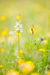 Dactylorhiza fuchsii / Fuchs' Knabenkraut / Common spotted-orchid