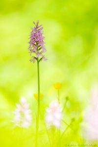 Dactylorhiza fuchsii / Fuchs' Knabenkraut / Common spotted-orchid