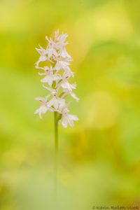 Dactylorhiza fuchsii / Fuchs' Knabenkraut / Common spotted-orchid