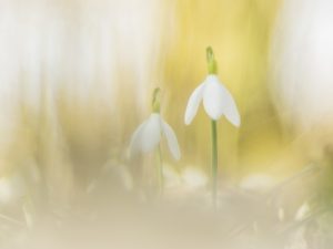 Galanthus nivalis / Schneeglöckchen