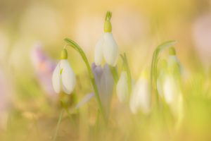 Galanthus nivalis / Schneeglöckchen