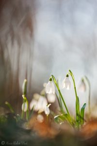 Galanthus nivalis / Schneeglöckchen