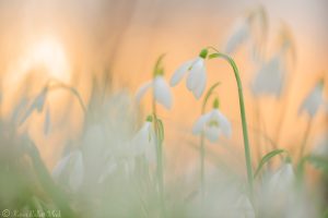 Galanthus nivalis / Schneeglöckchen