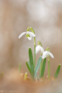 Galanthus nivalis / Schneeglöckchen