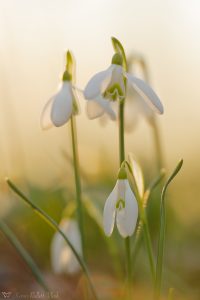 Galanthus nivalis / Schneeglöckchen