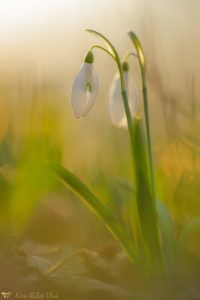 Galanthus nivalis / Schneeglöckchen