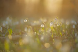 Galanthus nivalis / Schneeglöckchen