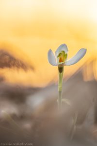 Galanthus nivalis / Schneeglöckchen