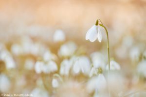 Galanthus nivalis / Schneeglöckchen