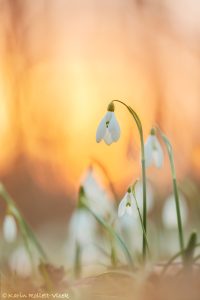 Galanthus nivalis / Schneeglöckchen