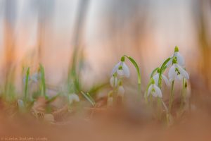 galanthus_203915