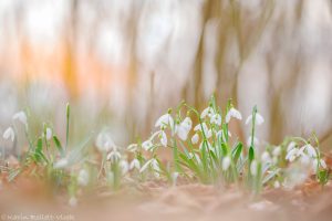 Galanthus nivalis / Schneeglöckchen